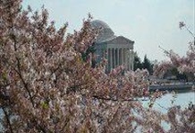 Cherry Blossom Bike Tour